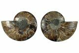 Cut & Polished, Crystal-Filled Ammonite Fossil - Madagascar #292796-1